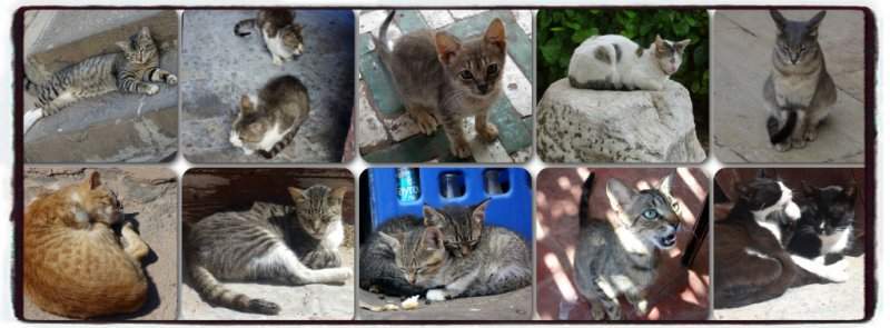 Gatinhos