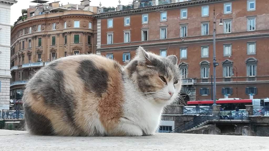 Gato de Roma