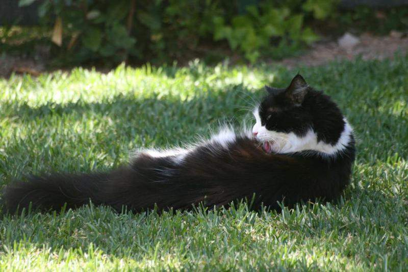 Gato
