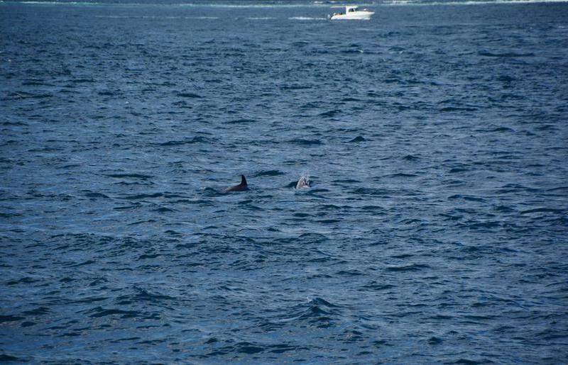 golfinhos no Bósforo