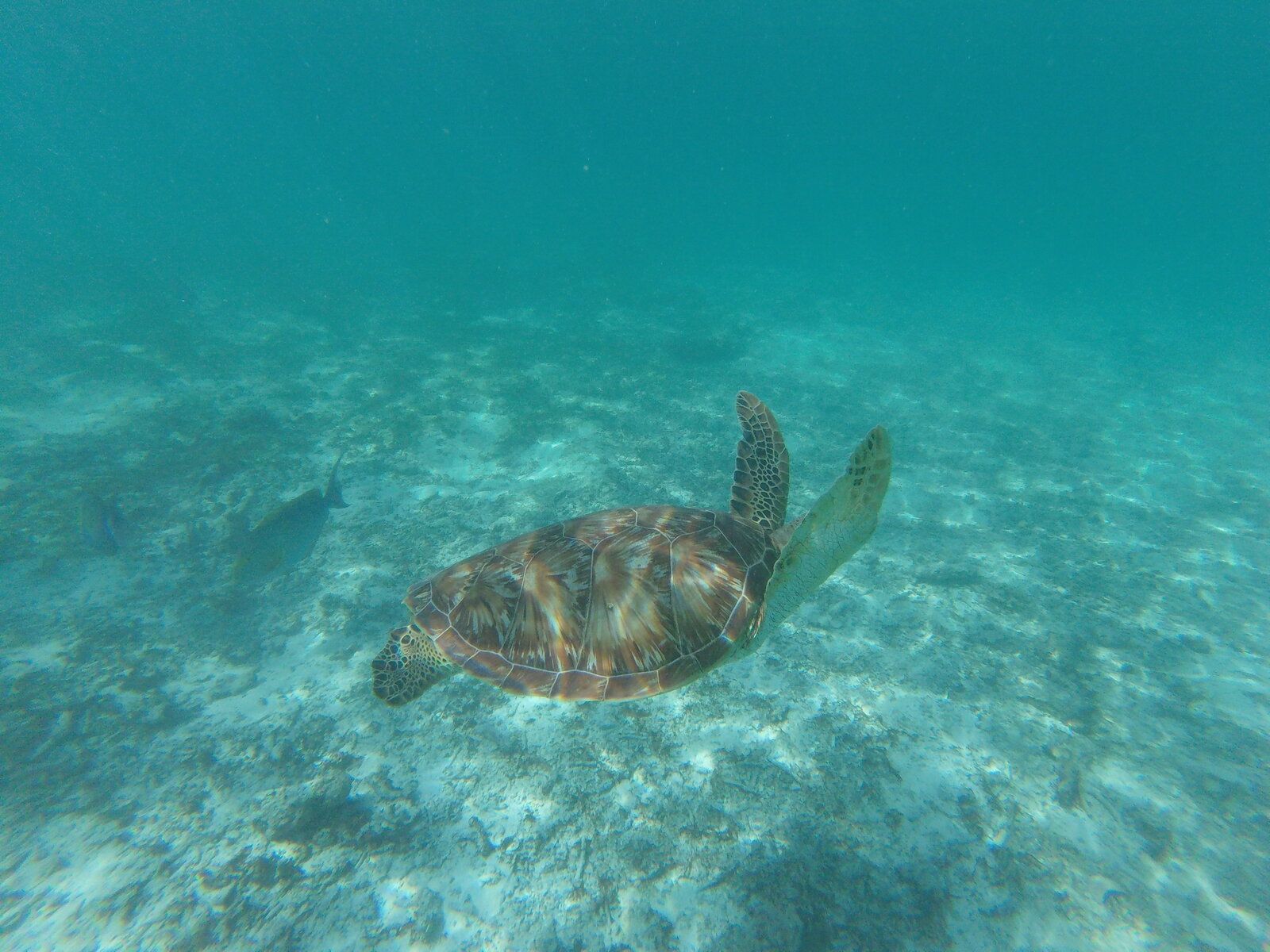 GOPR1947_1655196314533.JPG