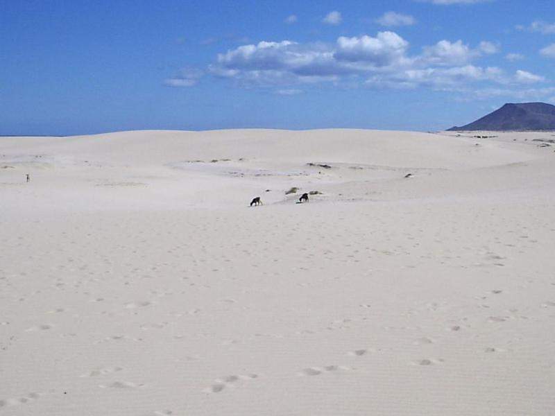 Grand Playas, cabras a pastar.. não é montagem.. :)