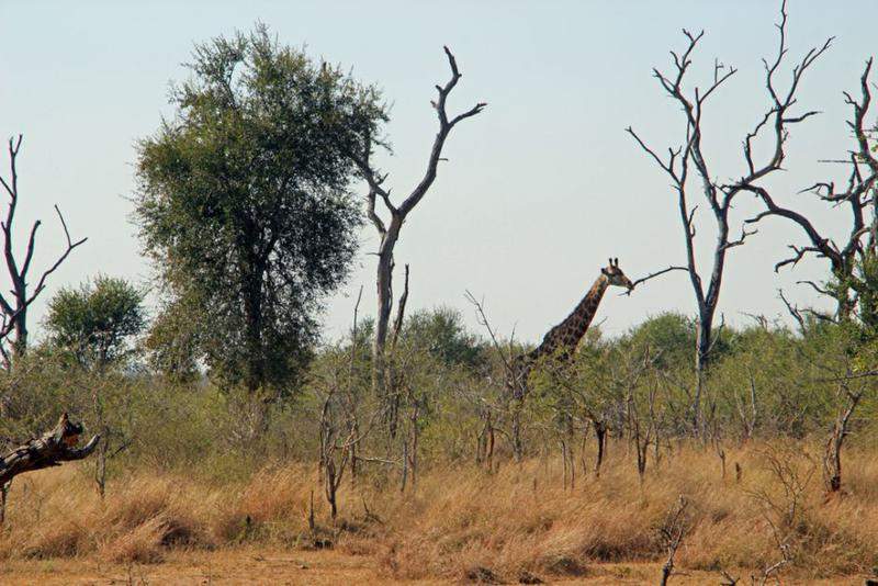 HlaneRoyalPark  (13)