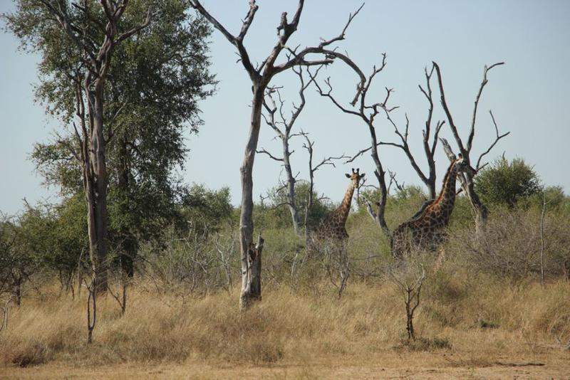 HlaneRoyalPark  (15)