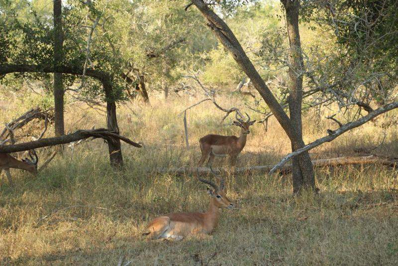 HlaneRoyalPark  (30)