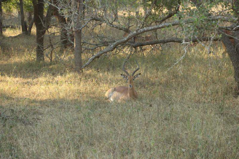 HlaneRoyalPark  (31)