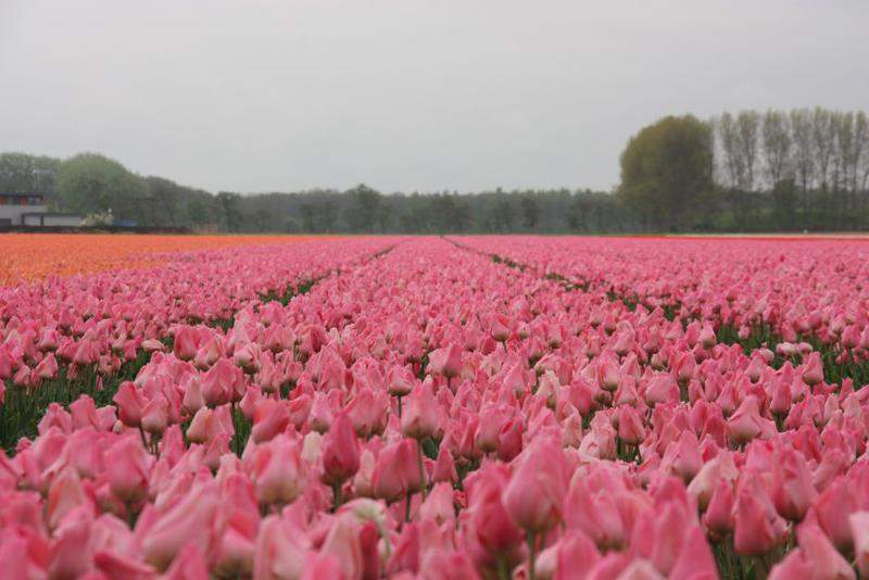 Holanda Dia Da Rainha2010 316