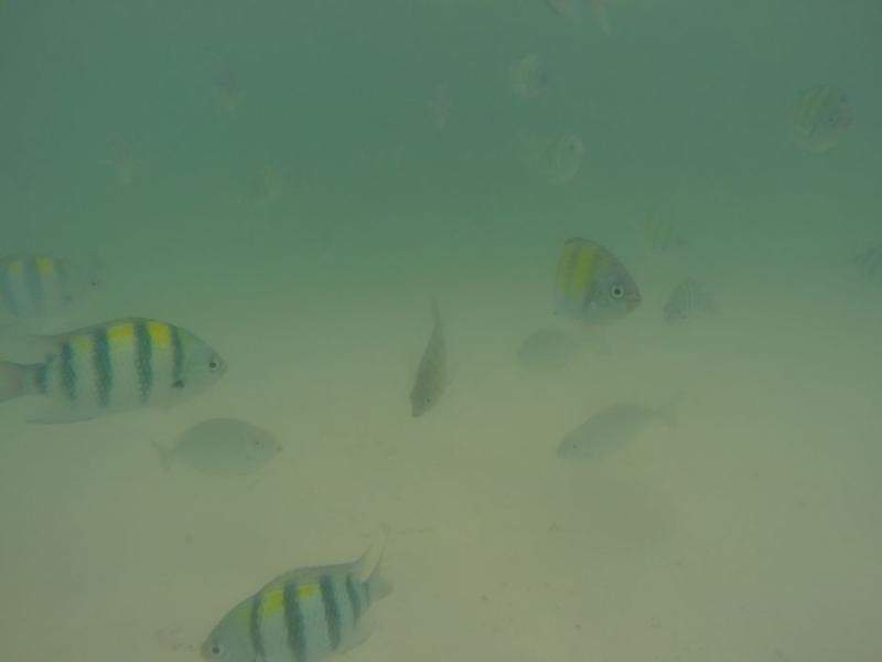 Hong Island