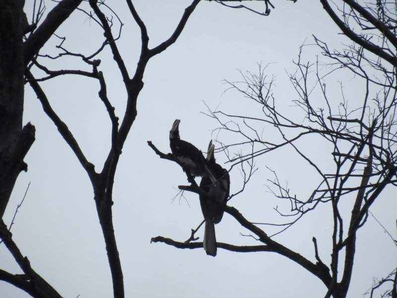 Hornbill - Kinabatangan River
