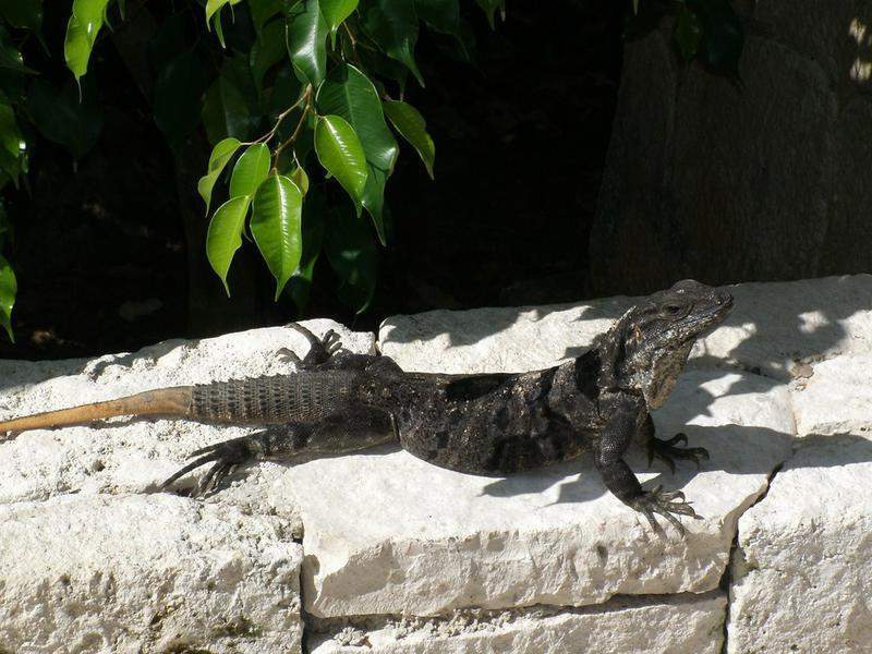 Iguana no passeio