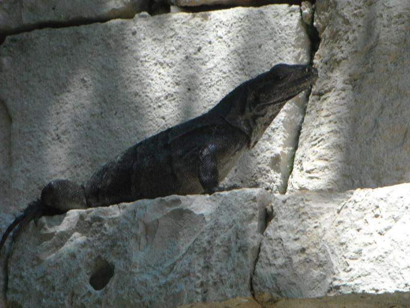 Iguana no pórtico