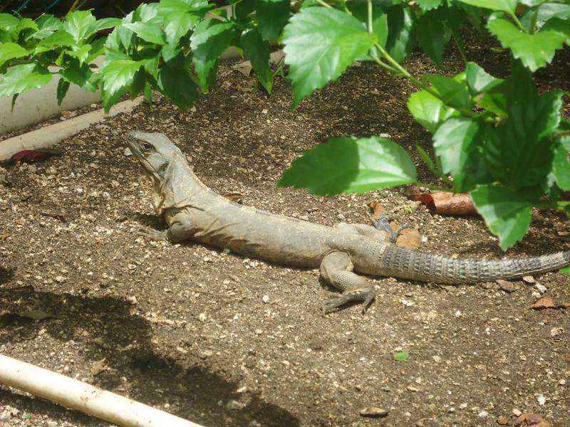 Iguana - Praia - Riu Tequila