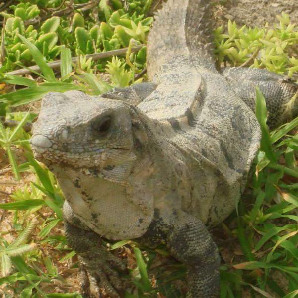 Iguana