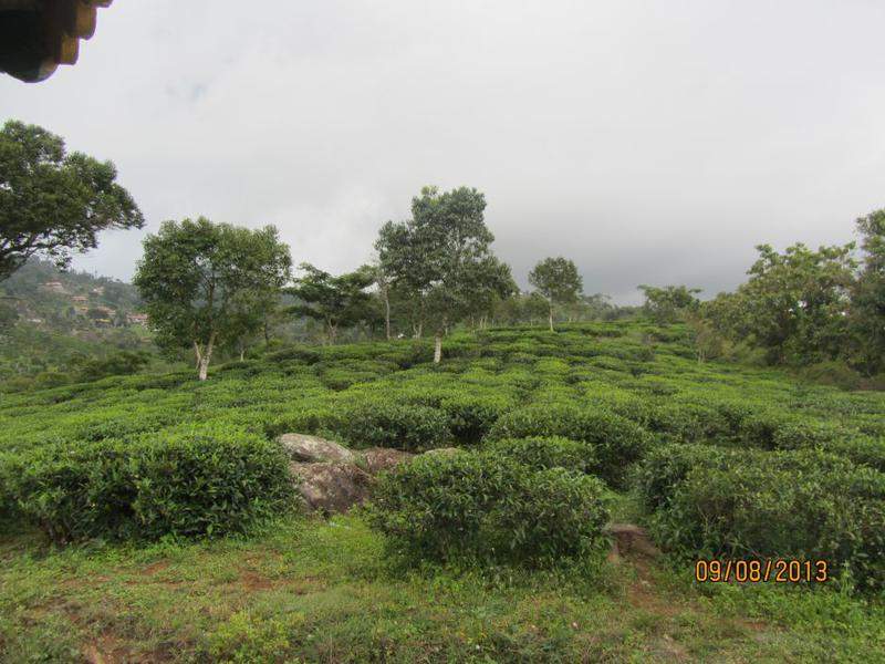 IMG 0868