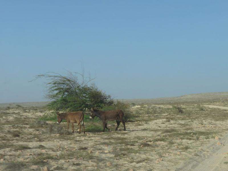 IMG 0999 (Copiar)