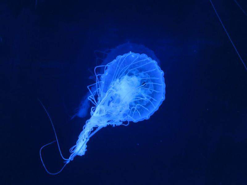 IMG_1136.JPG
