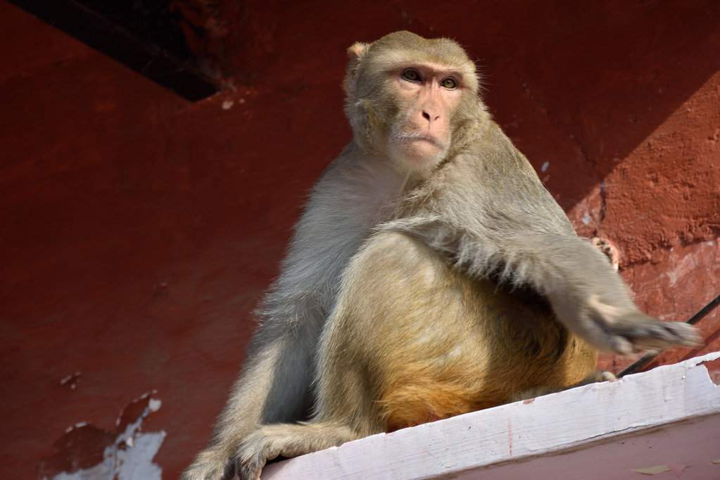 India 2016 (158)