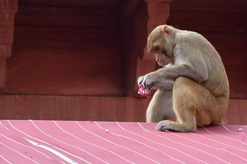 India 2016 (159)