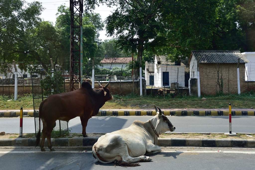 India 2016 (198)