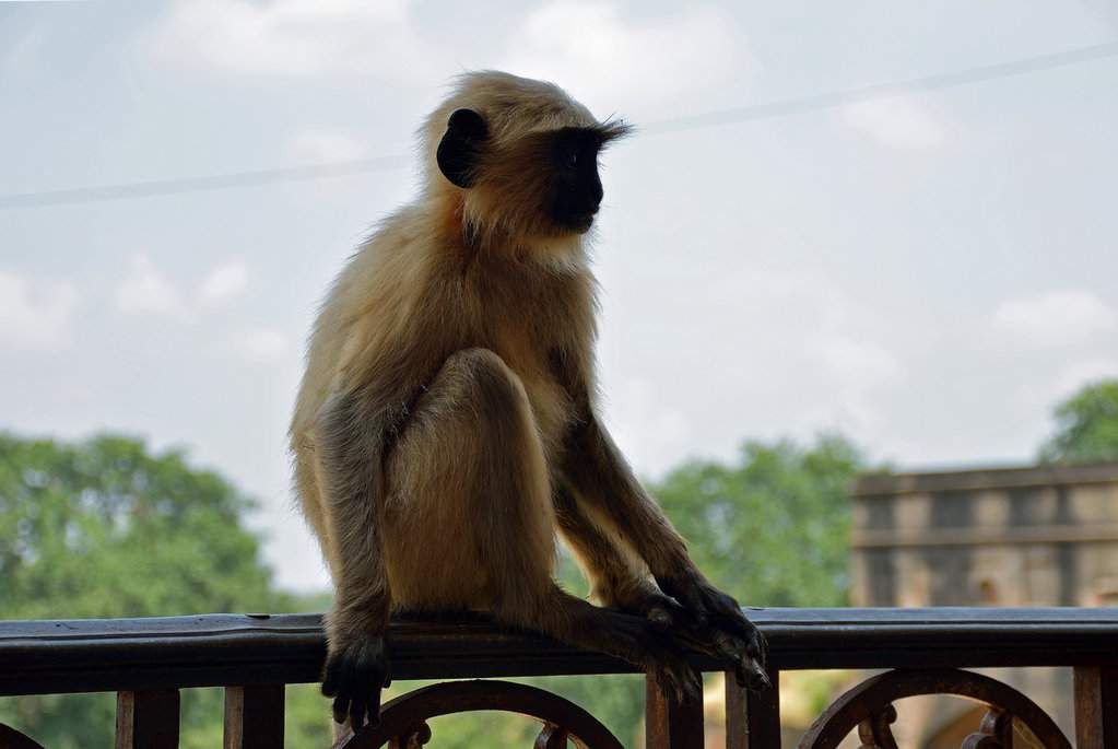 India 2016 (213)