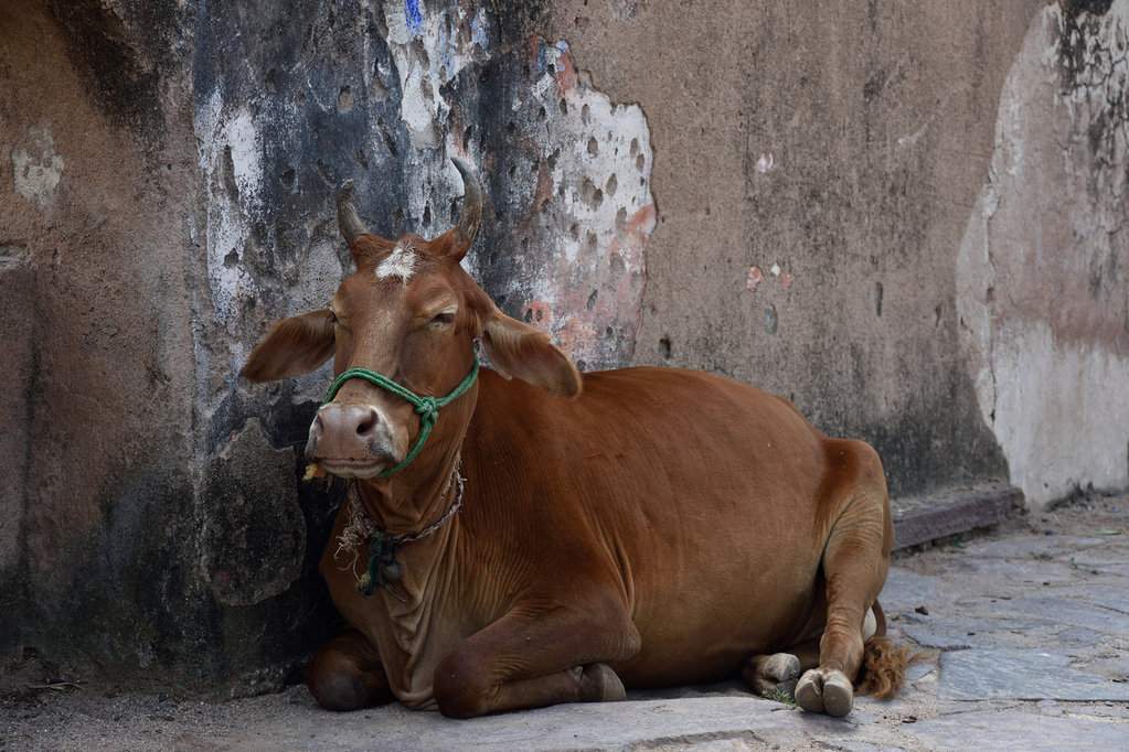 India 2016 (217)