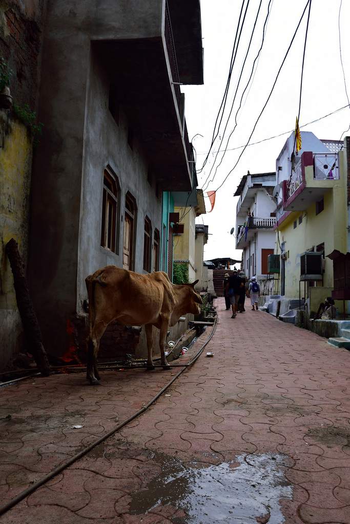 India 2016 (220)