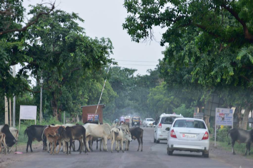 India 2016 (229)