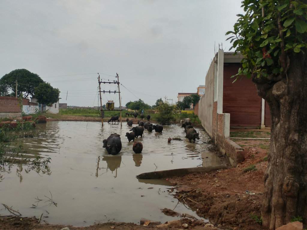 India 2016 (230)