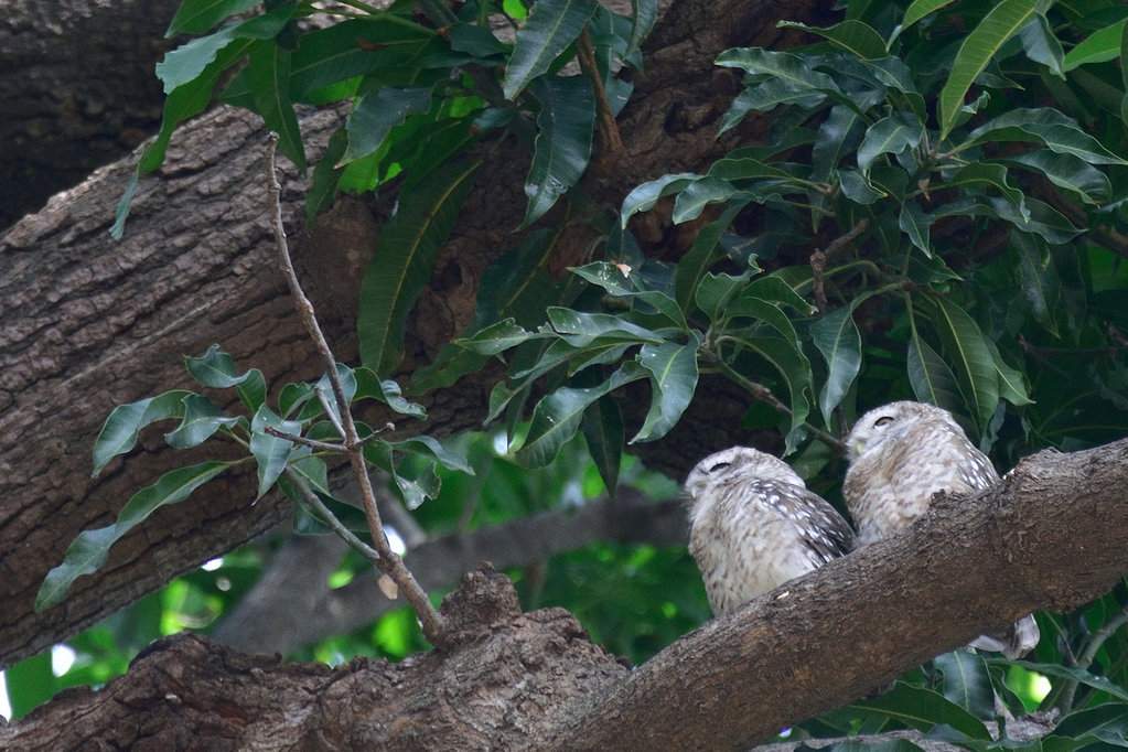India 2016 (265)