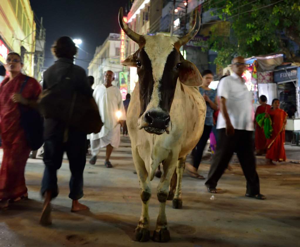 India 2016 (291)