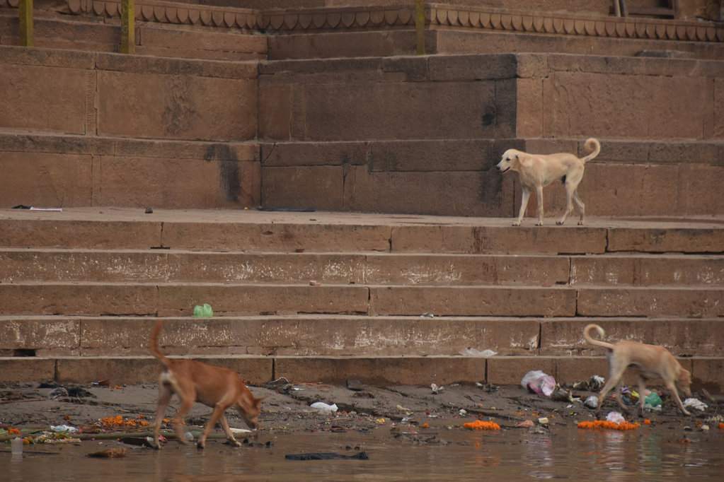 India 2016 (304)