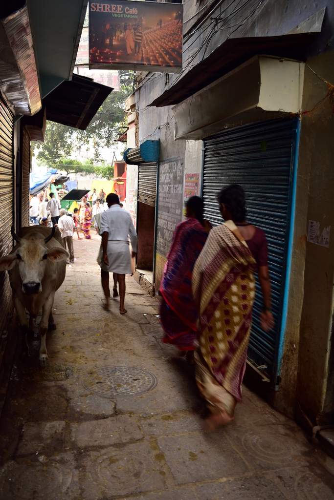 India 2016 (322)