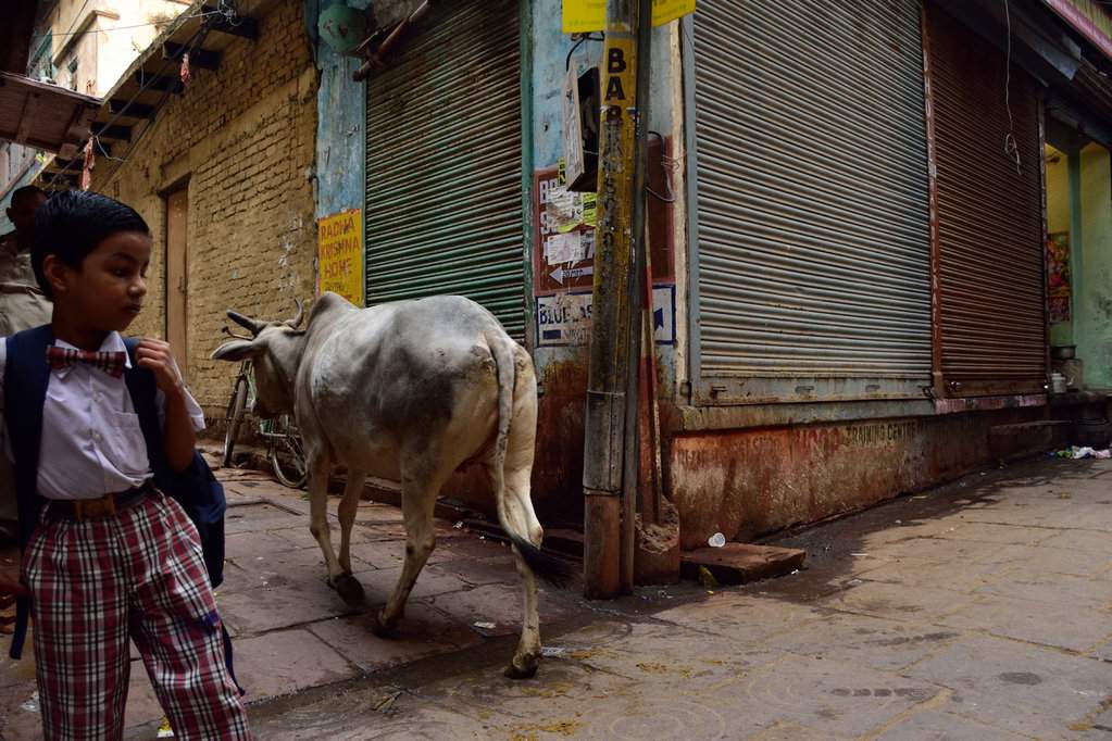 India 2016 (323)