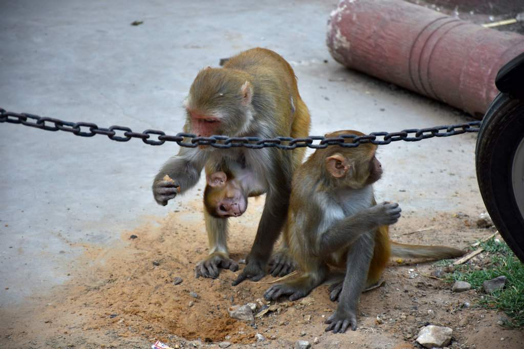 India_2016 (117)