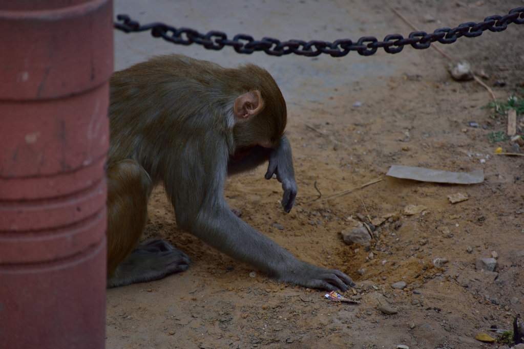 India_2016 (118)