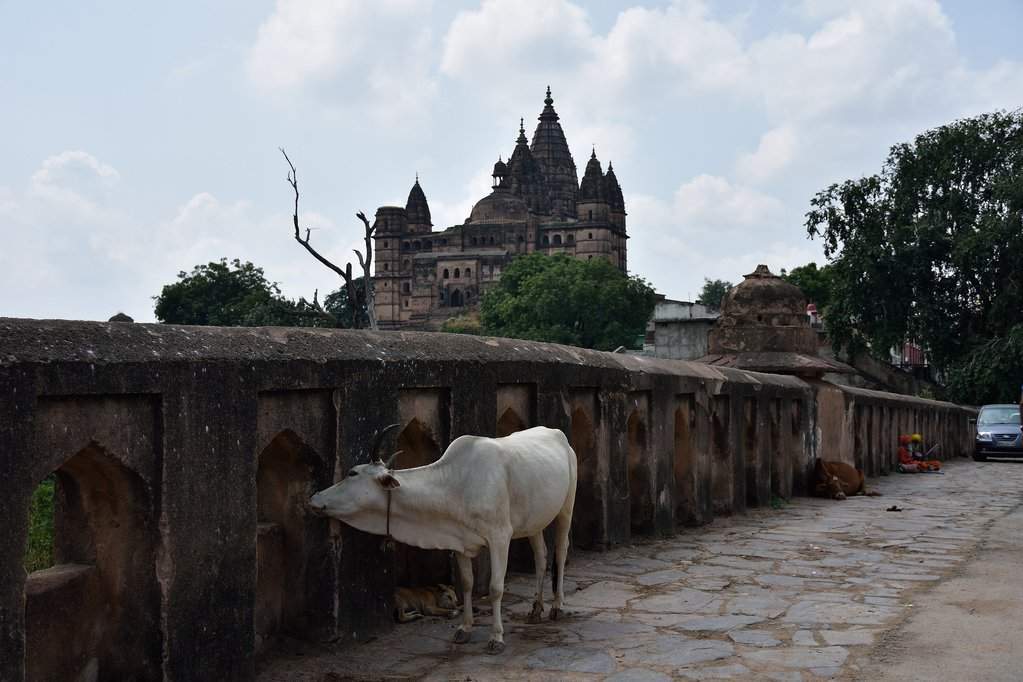 India_2016 (470)