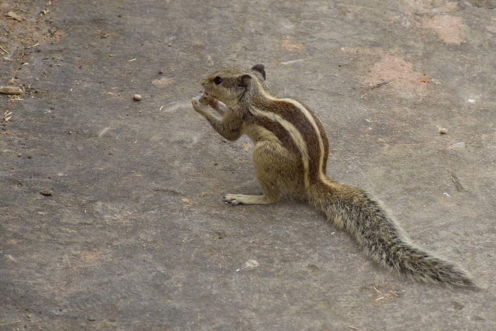 India_2016 (55)
