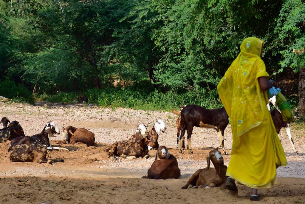 India_2016 (68)