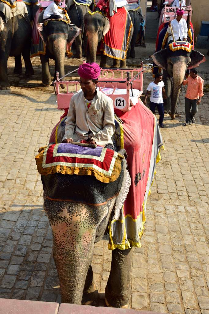 India_2016 (71)