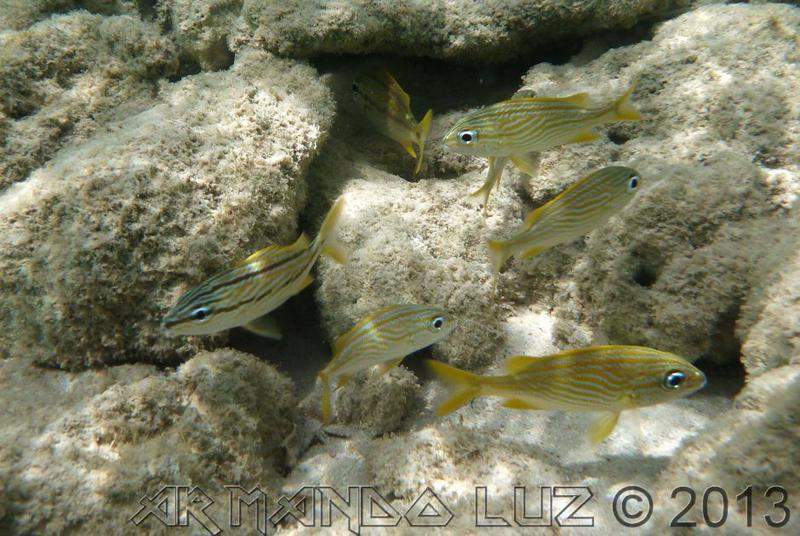 Jamaica2013_41.jpg