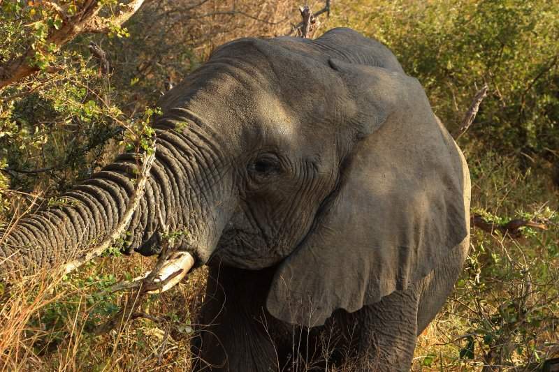 Kruger_123