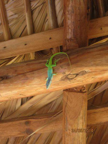 Lagarto de Varadero