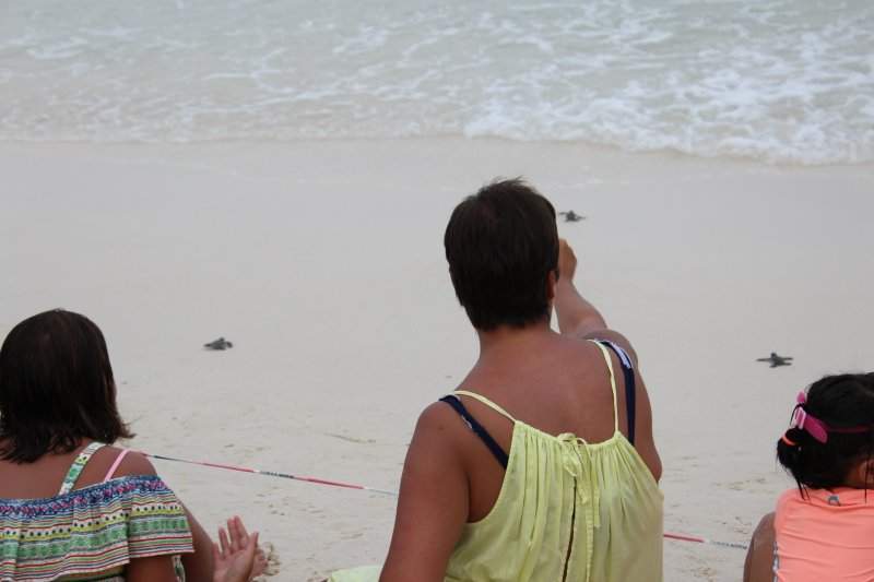 Largada de tartarugas recém-nascidas na praia