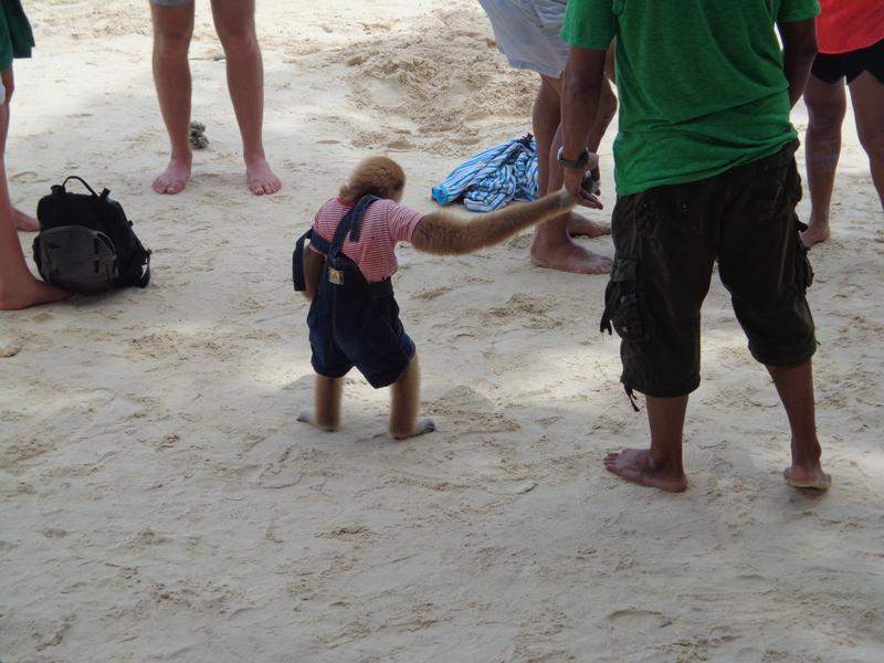 Macaco na praia das Phi Phi