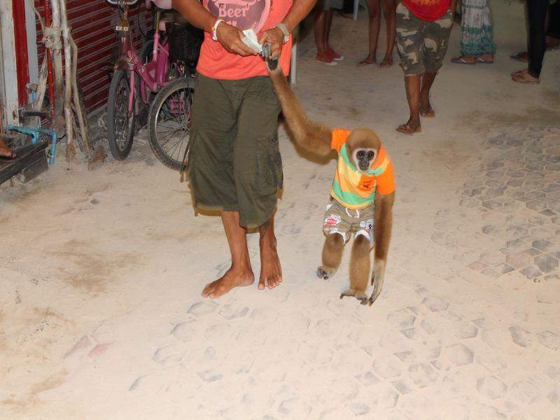 Macaco na praia de Ton Say