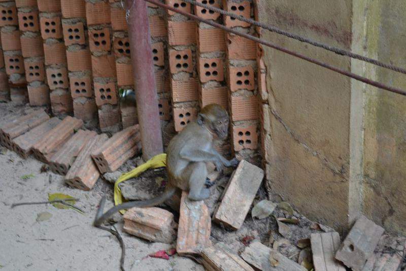 Macaco no caminho para Pranang Beach