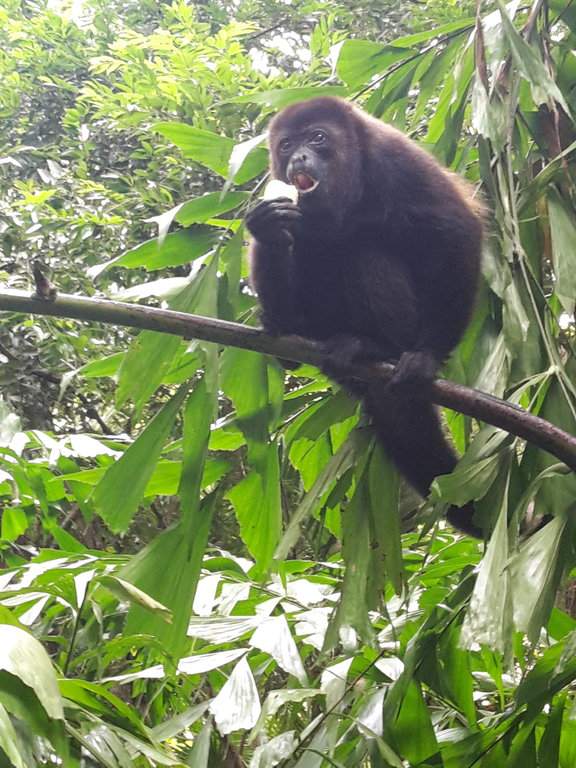 Macaco