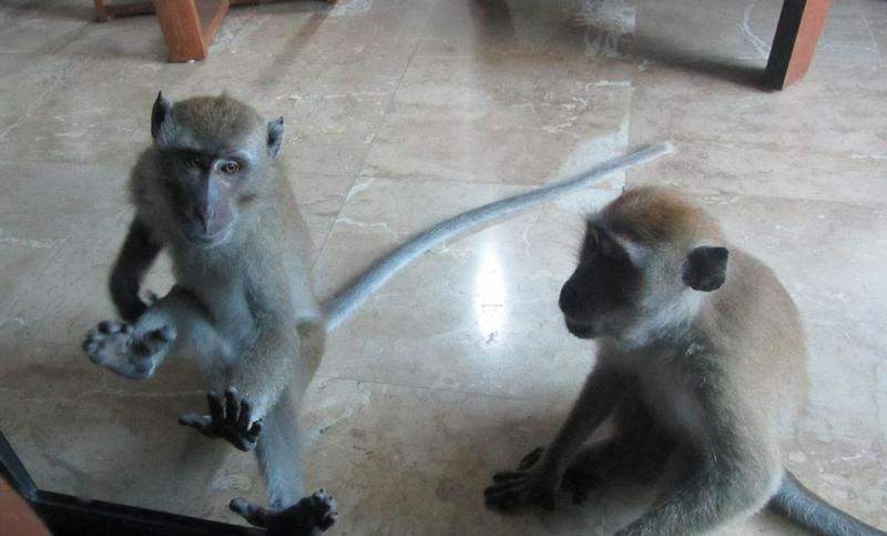 macacos na entrada do quarto - Krabi