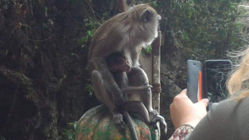 Mãe macaco e bébé- Batu Caves