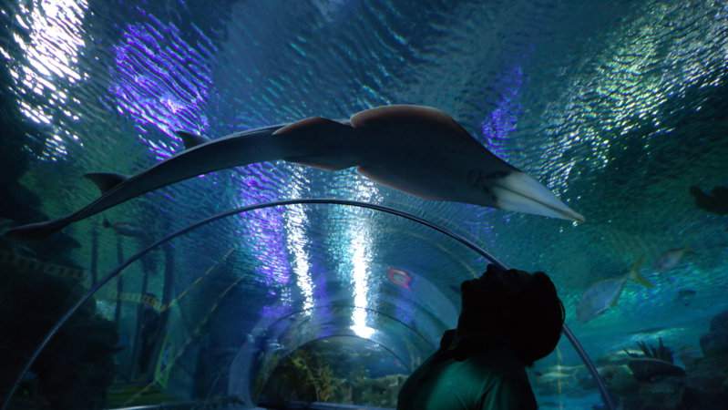 Malásia | Kuala Lumpur | Aquaria